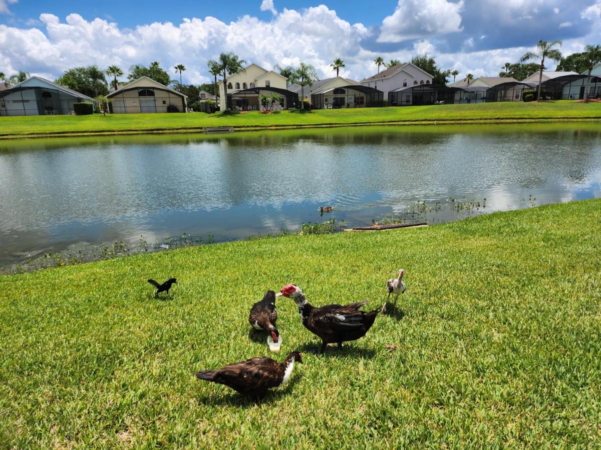 Fully Renovated, Quiet, Spacious Disney Themed Pool Home With Office Kissimmee Eksteriør billede
